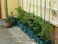 Tomaten.webp