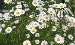Margeriten.webp