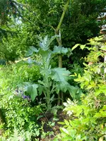 Eselsdistel (2).webp