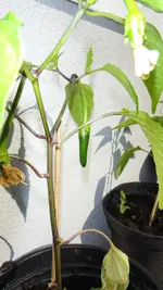 DSC07464.webp