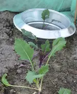 DSC_4118_Schneckenkragen_Kohlrabi.webp