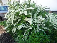 SAM_1221.webp