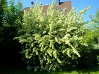 SAM_1226.webp