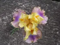 Iris District Charmes.webp