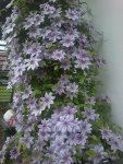 wunderbare Clematis 006.jpg