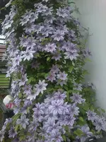 wunderbare Clematis 006.webp