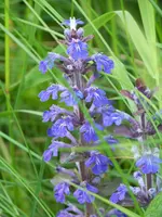Ajuga reptans.webp