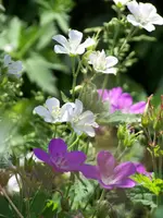 Geranium sylvaticum Alba.webp