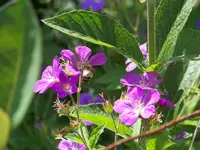 Geranium sylvaticum.webp