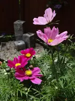 Cosmea.webp