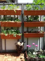 Erdbeerwand.webp