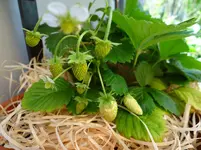 Erdbeeren Doreen.webp