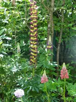 Lupinen.webp