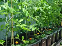 Tomaten.webp