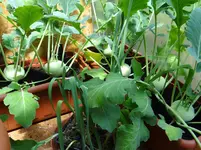 Kohlrabis.webp
