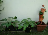 Zucchinis und Erdbeerturm.webp