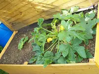 Zucchini Vorjahr 2.6..webp