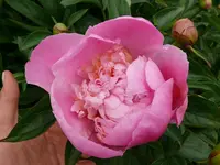 Blumen Pfingstrosen.webp
