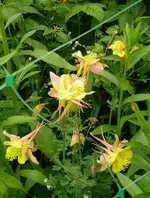 Blumen Akelei.webp