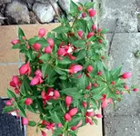 Blumen.webp