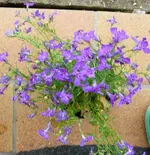 Blumen1.webp