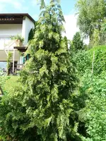 Thuje in Blüte.webp
