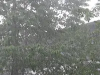 Regen.webp