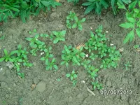 Bohnenkraut.webp