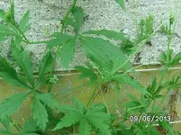 Inka Gurke oben.webp