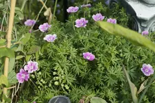 _DSC1716.webp