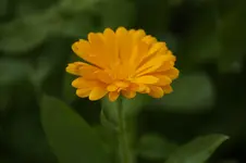 _DSC1727.webp