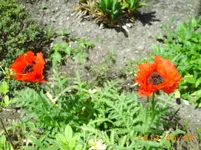 garten juni 041.webp