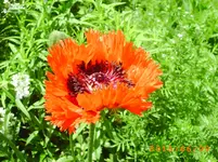 garten juni 042.webp
