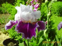 garten juni 044.webp