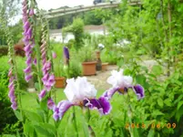 garten juni 046.webp