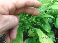 Fatalii.webp