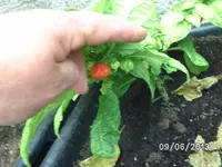 Vicentes Sweet Habanero.webp