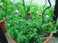 Rocotto (2).webp