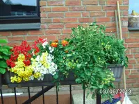 Gartenperle rosa.webp