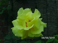 Rose.webp