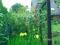 Sumpfschwertlilie-Rose.webp