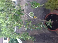 image.webp