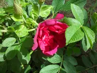 SAM_1107.webp