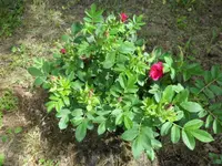 SAM_1108.webp