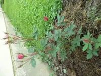 SAM_1112.webp