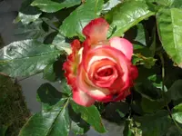 SAM_1110.webp