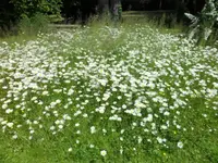 SAM_1109.webp