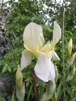 2013-06-05 Bartiris weiß_gelb.webp