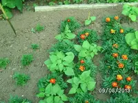 k-Schwarze Murmel.webp