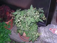 Tiny Tim.webp